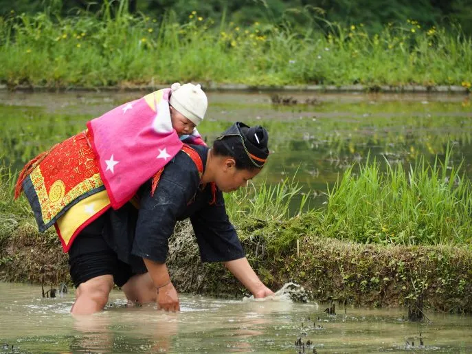 rice paddies guizhou china