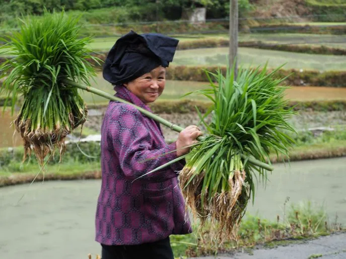 guizhou china planting seedlings