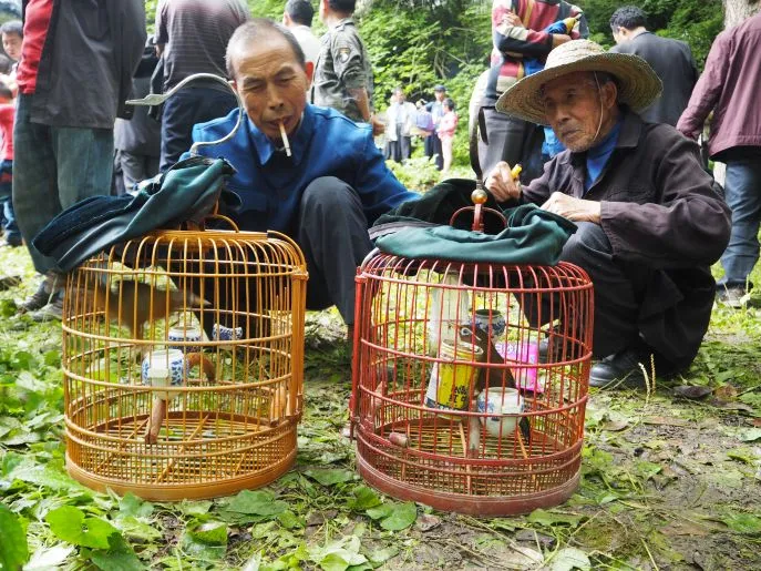 bird market guizhou china