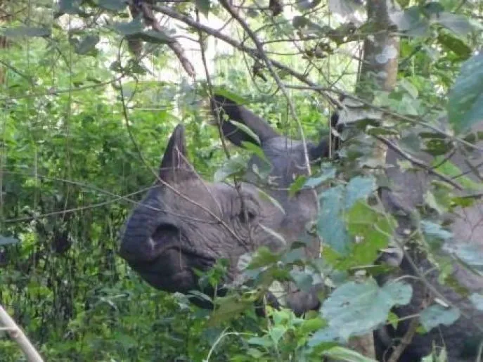 nepal rondreis neushoorn safari chitwan 2