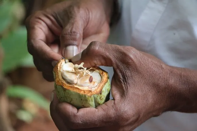 dimsum reizen sri lanka onbekend digana bouwsteen cacao