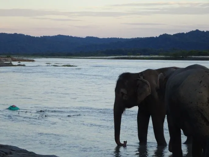 dimsum reizen chitwan nationaal park 4