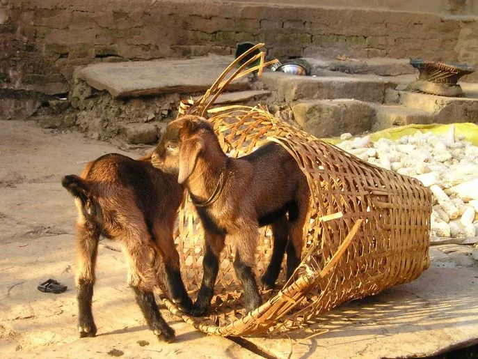 dimsum reizen trekking dovan rondreis bouwsteen nepal