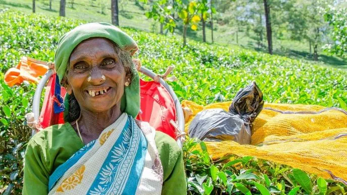 nuwara eliya theeplukster dimsum reizen 3