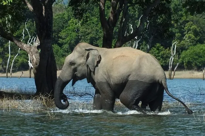 olifant gal oya2