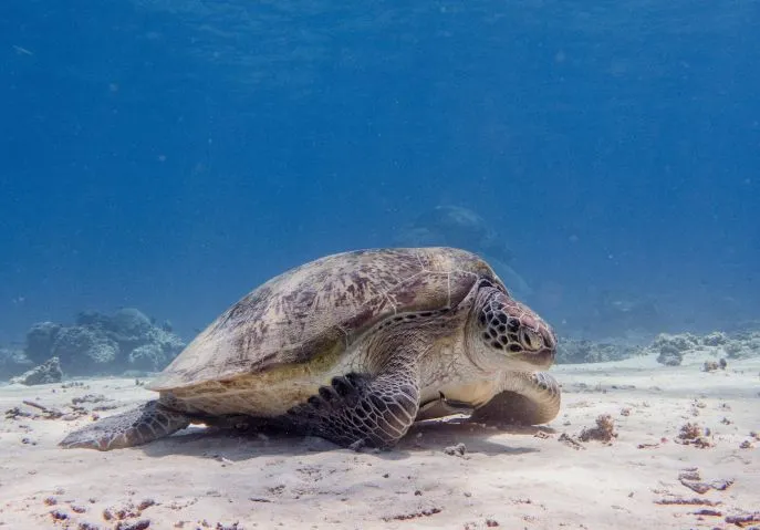 snorkelen gili meno dimsum reizen