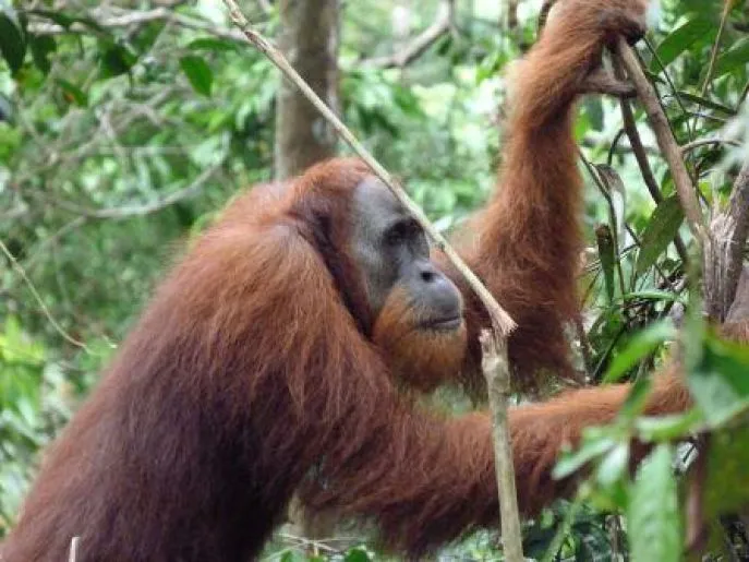 orang oetan kalimantan 2