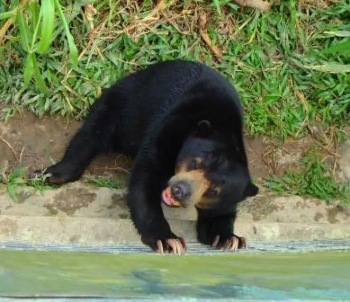 beren kalimantan