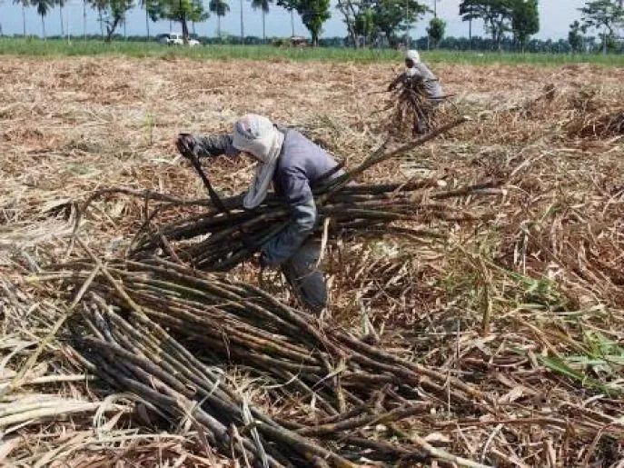 suikerrietplantage negros