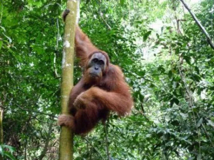 indonesie sumatra bukit lawang orang oetan 2