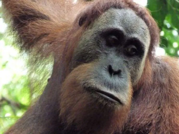 orang oetan
