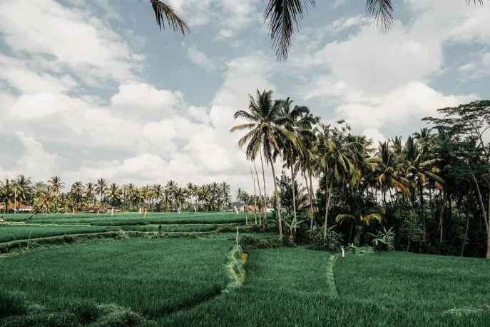 ubud bali dimsum reizen 2