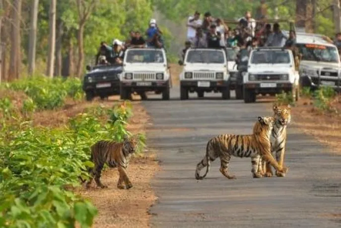 jeepsafari in bhandavgarh