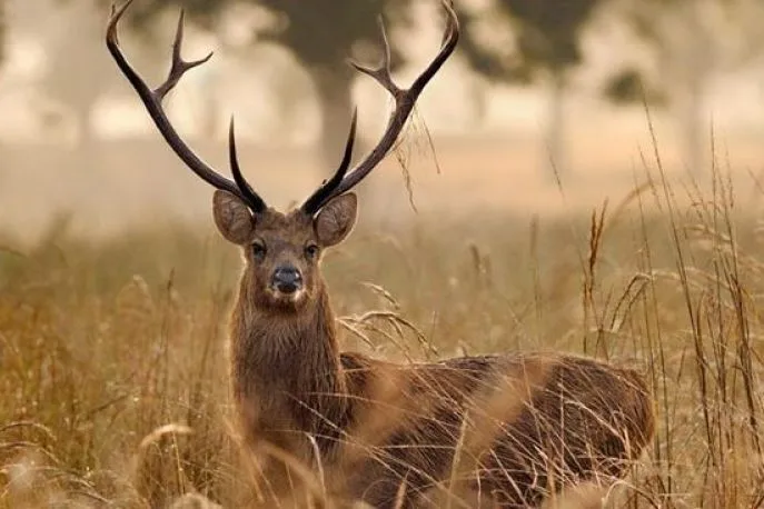 kanha natuurpark india