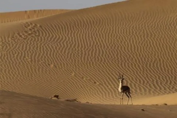 jaisalmer india