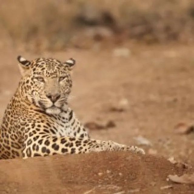 kabini india 2