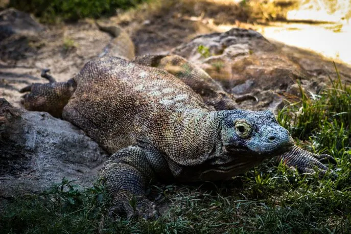komodovaraan prive reis indonesie 2