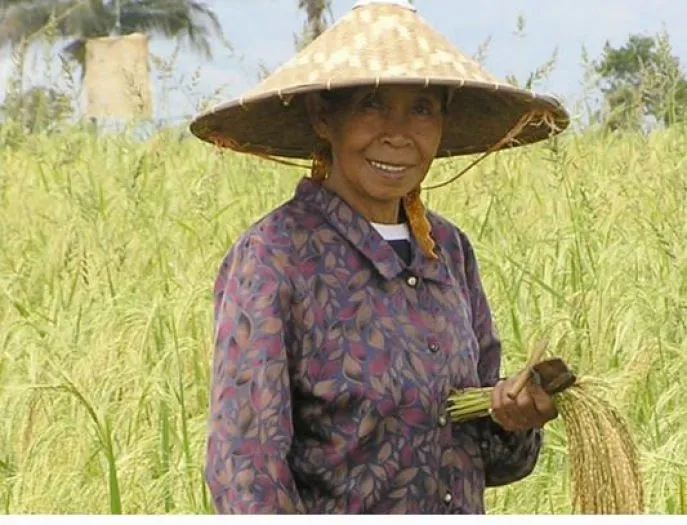 dimsum huwelijksreis naar malino sulawesi indonesie
