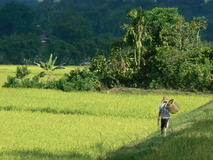 dimsum reizen indonesie huwelijksreis toraja trekking