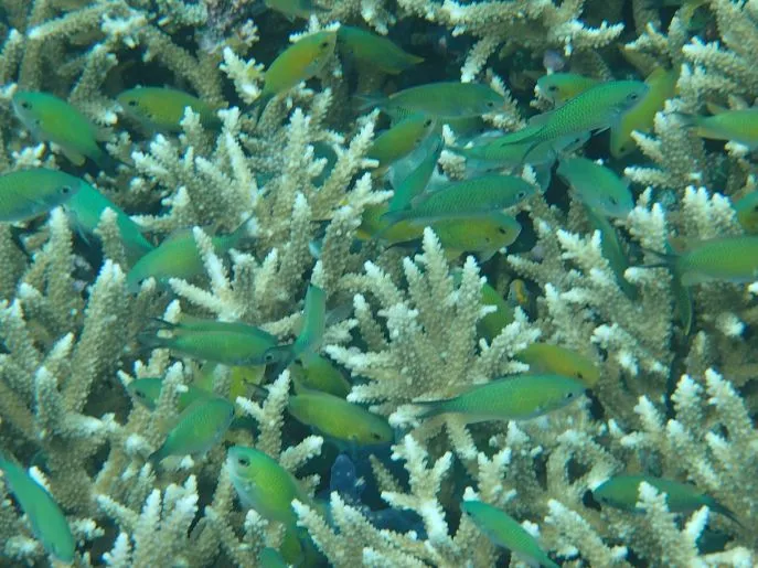 dimsum reizen indonesie snorkelen bunaken huwelijksreis
