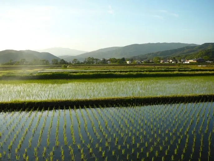 dimsum reizen japan honshu tono farmstay 6