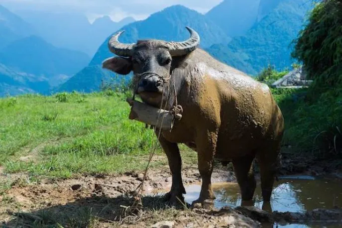 vietnam buffel