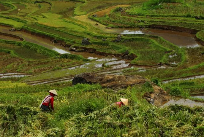dimsum reizen vietnam pu luong natuurreservaat
