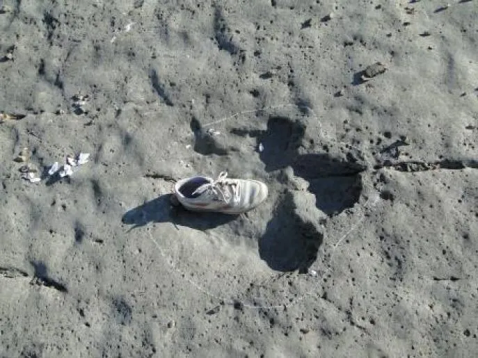 kugitang dinosaur print