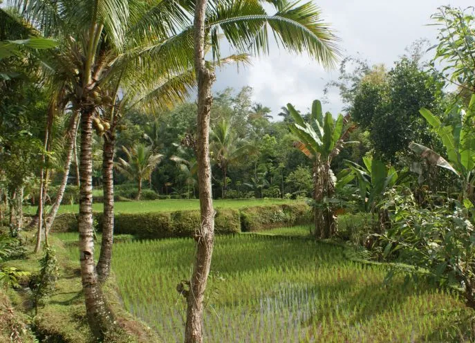 dimsum reizen indonesie lombok tetebatu