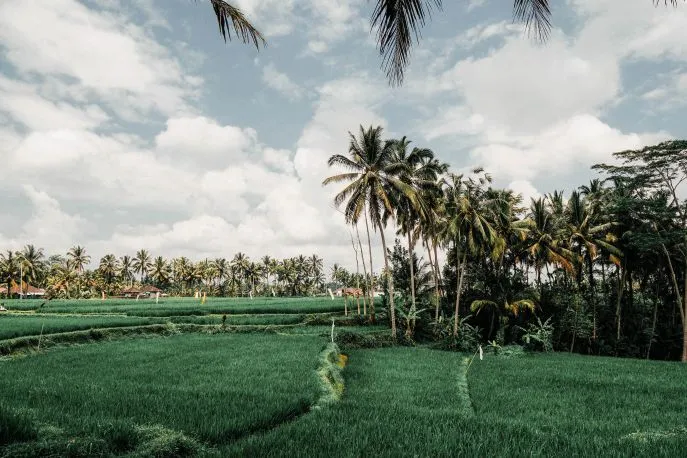 ubud bali dimsum reizen