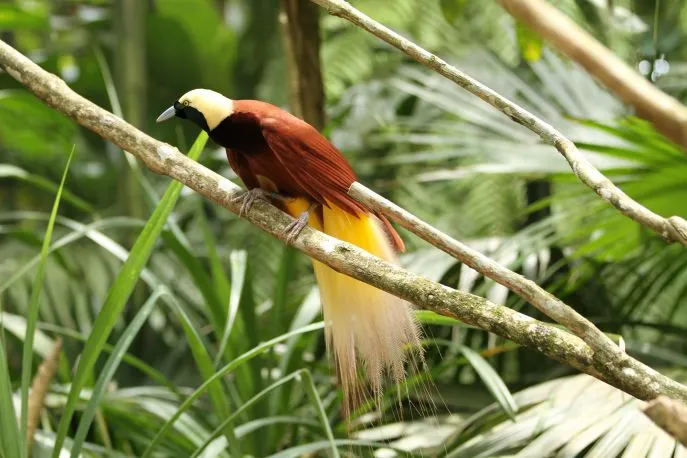 dimsum reizen indonesie molukken aru eiland paradijsvogel
