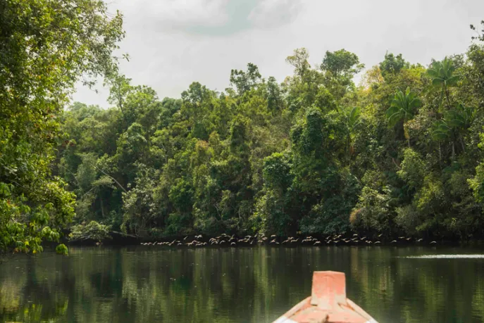 dimsum reizen cambodja cardamon tented camp boottocht