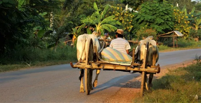dimsum familiereis naar thailand en cambodja platteland rondom battambang