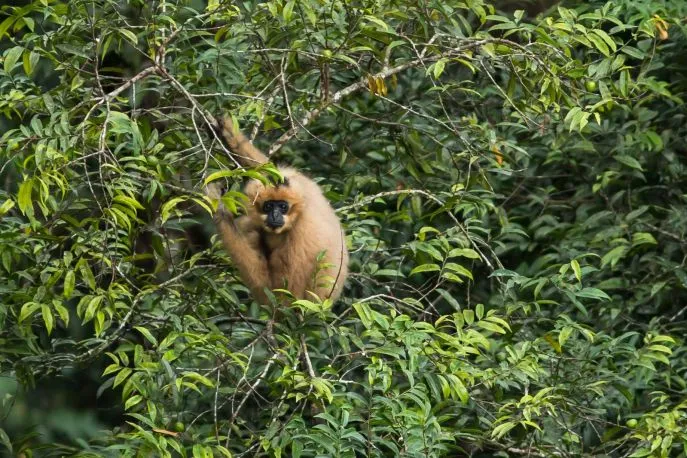dimsum reizen laos gibbon experience vrouwtjes gibbon