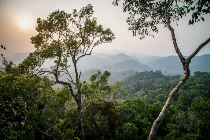 dimsum reizen laos gibbon experience zonsopkomst