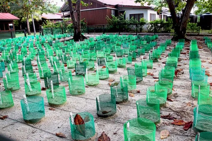 dimsum reizen maleisie selingan eiland