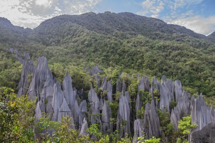 dimsum reizen maleisie borneo mulu nationaal park 2
