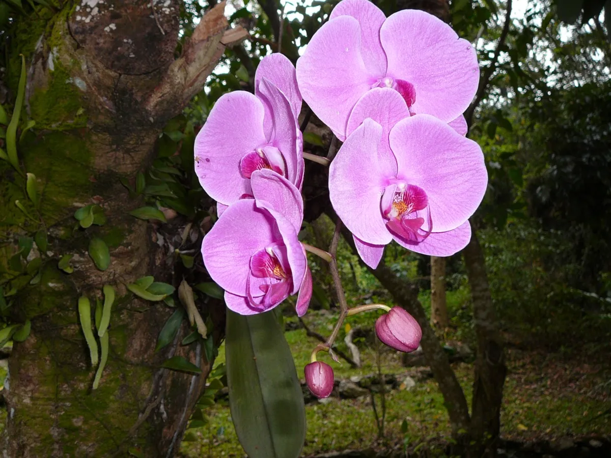 Taiwan-Orchidee
