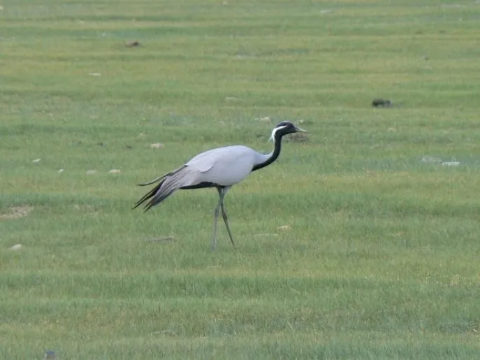 kraanvogel mongolie