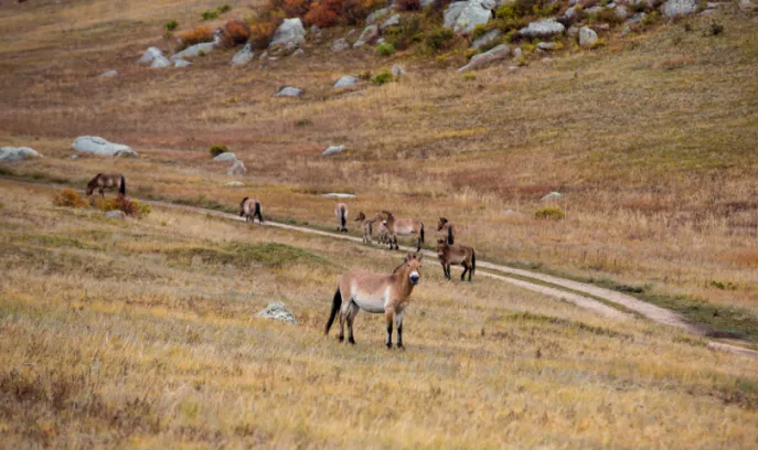 khustai natuurpark