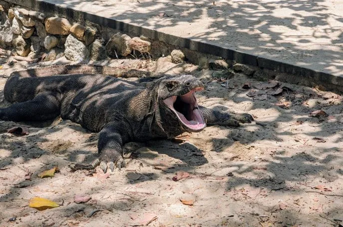komodovaraan flores indonesie