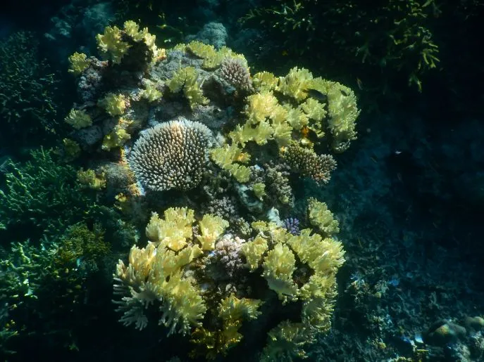 dimsum reizen onderwaterwereld pulau selayar