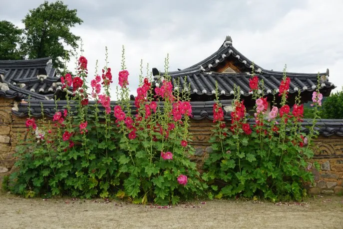 complete rondreis zuidkorea andong individuele reis op maat