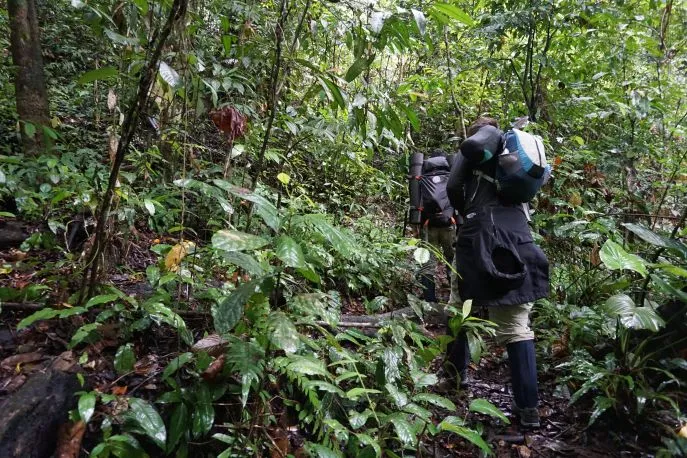 dimsum reizen trekking gunung leuser