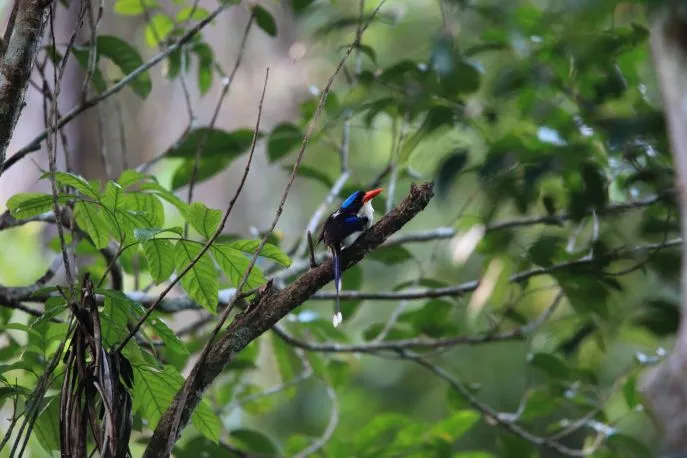 dimsum reizen indonesie halmahera endemische vogels