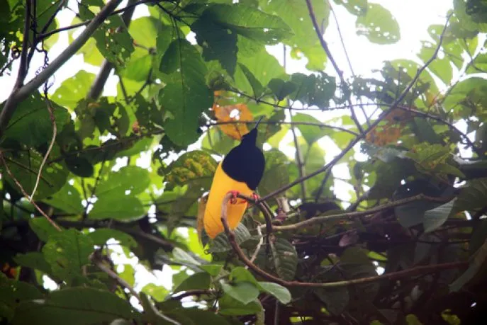 dimsum reizen indonesie molukken paradijsvogel