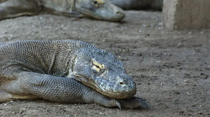 dimsum reizen indonesie komodo nationaal park 3