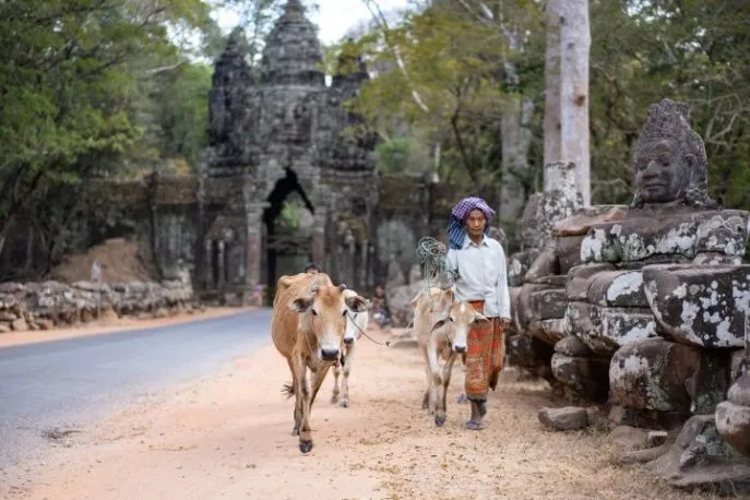 siem reap platteland
