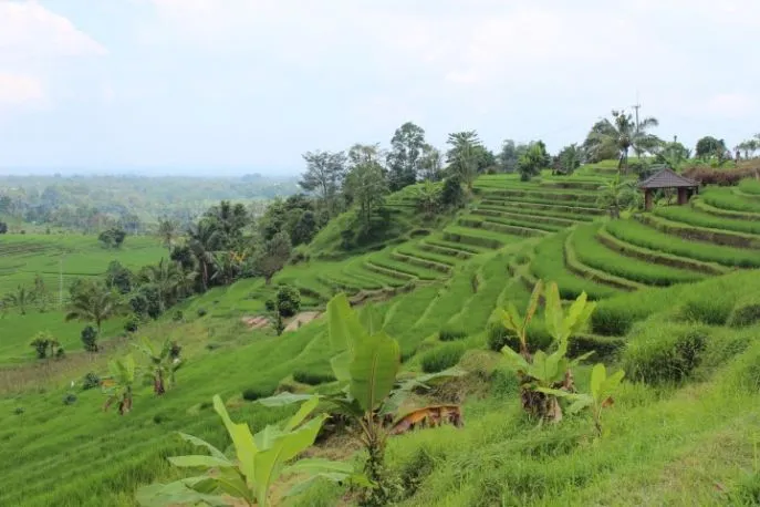 dimsum reizen ebiking jatiluweh rijstvelden op bali