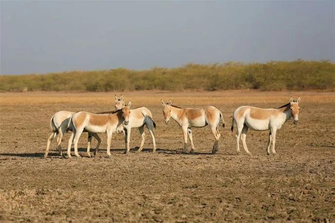 10 dimsum india little rann of kutch ezels